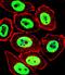 EWS RNA Binding Protein 1 antibody, PA5-35366, Invitrogen Antibodies, Immunofluorescence image 