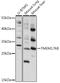 Transmembrane Protein 176B antibody, 16-441, ProSci, Western Blot image 