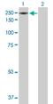 Inhibitor Of Bruton Tyrosine Kinase antibody, H00025998-B01P, Novus Biologicals, Western Blot image 