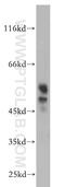 Synaptotagmin 4 antibody, 20472-1-AP, Proteintech Group, Western Blot image 