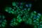 T-Box 4 antibody, A06607-1, Boster Biological Technology, Immunofluorescence image 