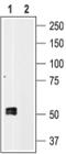 Purinergic Receptor P2X 1 antibody, PA5-77662, Invitrogen Antibodies, Western Blot image 