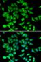 Nuclear Factor Of Activated T Cells 3 antibody, LS-C334862, Lifespan Biosciences, Immunofluorescence image 