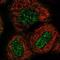 Zinc Finger Protein 76 antibody, NBP1-85323, Novus Biologicals, Immunofluorescence image 