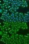 TIR Domain Containing Adaptor Protein antibody, GTX65910, GeneTex, Immunofluorescence image 