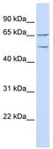 Tweety Family Member 1 antibody, TA335497, Origene, Western Blot image 