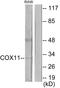 Cytochrome C Oxidase Copper Chaperone COX11 antibody, A09173, Boster Biological Technology, Western Blot image 