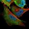 Replication Protein A1 antibody, NBP1-89658, Novus Biologicals, Immunofluorescence image 