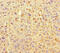 Kinesin Family Member 24 antibody, MBS7000973, MyBioSource, Immunohistochemistry frozen image 