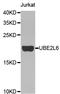 Ubiquitin Conjugating Enzyme E2 L6 antibody, STJ26021, St John