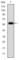 Fibrinogen Gamma Chain antibody, abx011887, Abbexa, Western Blot image 