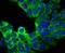 Fam antibody, NBP2-75704, Novus Biologicals, Immunocytochemistry image 