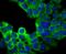 Ubiquitin Specific Peptidase 9 X-Linked antibody, NBP2-75704, Novus Biologicals, Immunocytochemistry image 