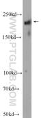 ATP-binding cassette sub-family A member 7 antibody, 25339-1-AP, Proteintech Group, Western Blot image 