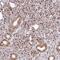 Mastermind-like protein 2 antibody, PA5-57200, Invitrogen Antibodies, Immunohistochemistry frozen image 