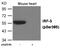Interferon Regulatory Factor 3 antibody, GTX55416, GeneTex, Western Blot image 