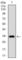 Goosecoid Homeobox antibody, abx015878, Abbexa, Western Blot image 