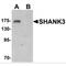 SH3 And Multiple Ankyrin Repeat Domains 3 antibody, MBS150144, MyBioSource, Western Blot image 