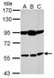 Bestrophin 1 antibody, GTX105387, GeneTex, Western Blot image 