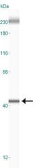 Apurinic/Apyrimidinic Endodeoxyribonuclease 1 antibody, GTX20194, GeneTex, Western Blot image 