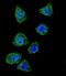 DNA topoisomerase 1 antibody, LS-C160113, Lifespan Biosciences, Immunofluorescence image 