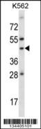 Adenosine receptor A1 antibody, 57-724, ProSci, Western Blot image 