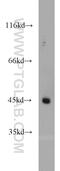 Lysophosphatidic Acid Receptor 4 antibody, 22165-1-AP, Proteintech Group, Western Blot image 