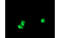 Ribosomal Protein S6 Kinase B1 antibody, MBS838140, MyBioSource, Immunofluorescence image 