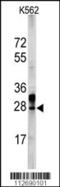 ES Cell Expressed Ras antibody, 57-927, ProSci, Western Blot image 