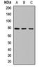 Eukaryotic Translation Initiation Factor 2B Subunit Epsilon antibody, LS-C668065, Lifespan Biosciences, Western Blot image 