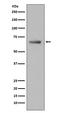 Paxillin antibody, M01033, Boster Biological Technology, Western Blot image 
