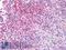 CD40 Molecule antibody, LS-A12437, Lifespan Biosciences, Immunohistochemistry paraffin image 