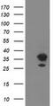 Pleckstrin Homology Domain Containing A3 antibody, CF502875, Origene, Western Blot image 