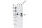 Lymphoid Enhancer Binding Factor 1 antibody, 2230P, Cell Signaling Technology, Western Blot image 