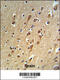 Upregulator Of Cell Proliferation antibody, 64-223, ProSci, Immunohistochemistry paraffin image 