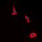 Prostaglandin E Synthase 2 antibody, orb315811, Biorbyt, Immunofluorescence image 