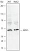 GATA Binding Protein 5 antibody, PA5-47262, Invitrogen Antibodies, Western Blot image 