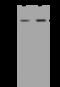 Sodium- and chloride-dependent GABA transporter 1 antibody, 200767-T40, Sino Biological, Western Blot image 