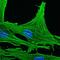 Actin Gamma 1 antibody, NBP1-97720, Novus Biologicals, Immunofluorescence image 