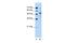 Tripartite Motif Containing 59 antibody, PA5-42367, Invitrogen Antibodies, Western Blot image 