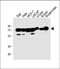 Cystathionine-Beta-Synthase antibody, A00130-2, Boster Biological Technology, Western Blot image 