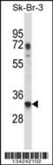 Ribosomal Protein L8 antibody, 57-687, ProSci, Western Blot image 