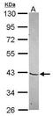 Mohawk Homeobox antibody, PA5-31535, Invitrogen Antibodies, Western Blot image 
