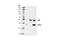 Eukaryotic Translation Initiation Factor 2 Subunit Alpha antibody, 3597S, Cell Signaling Technology, Immunoprecipitation image 