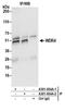 WD Repeat Domain 4 antibody, A301-554A, Bethyl Labs, Immunoprecipitation image 