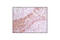 Programmed Cell Death 4 antibody, 9535P, Cell Signaling Technology, Immunohistochemistry paraffin image 