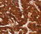 Adhesion G Protein-Coupled Receptor A2 antibody, MBS2522347, MyBioSource, Immunohistochemistry paraffin image 