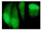 Cyclin D1 antibody, sc-8396, Santa Cruz Biotechnology, Immunofluorescence image 