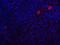 Caspase 8 antibody, A00042, Boster Biological Technology, Immunofluorescence image 