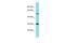 Tripartite Motif Containing 43B antibody, A19472, Boster Biological Technology, Western Blot image 